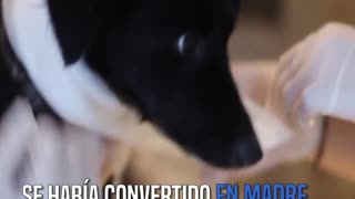 Siempre volvía a casa buscando un hogar