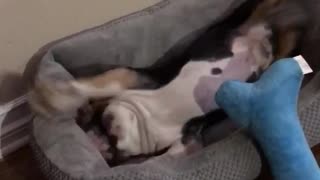 Black bulldog boxer playing with blue toy in dog bed
