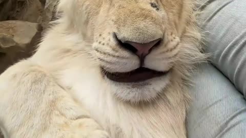 Lion is very good animals