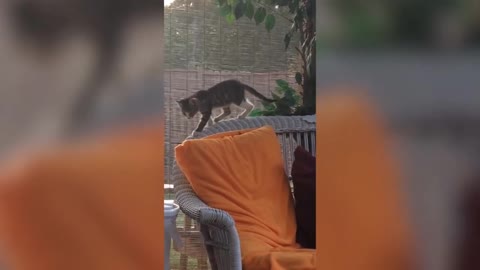 Cute cat 😍 falling in dustbin, funny clip 🤣