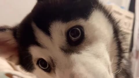 Husky puppies behaviour funny videos