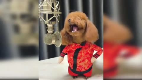 Beautiful baby dog Cute baby dog singing | baby dog | cute dog