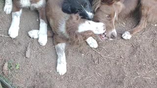 Border Collie Puppies play w their father