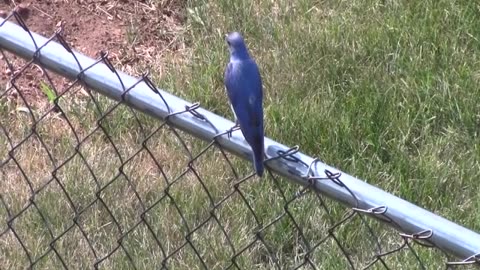 Moutain Bluebird (male)