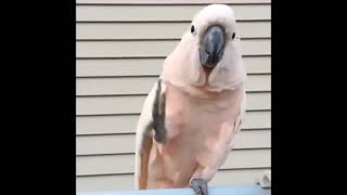 cute n smart parrot