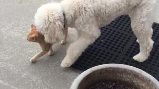 A white labradoodle meets a kitten for the first time