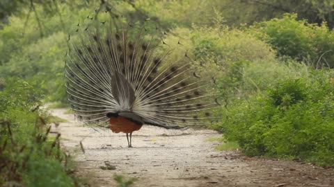 Peacock 🦚 open the Feathers ❤️❤️😘