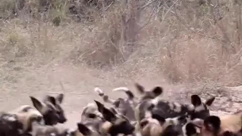 Wild Dog Puppies Swarm Mom in