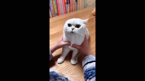 Most Satisfying Funny Cat Video 😸🐱