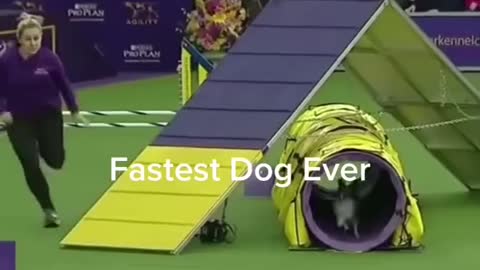 The fastest dog