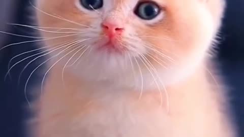 🌺Cute Baby Cat WhatsApp Status 💫❣️Cute Cat Status Video raataan lambiyan -Animals Profile#shorts#cat