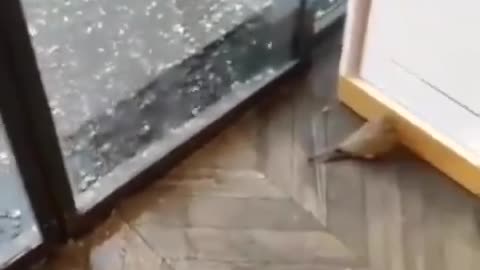 Shop owner lets a bird take shelter from a hailstorm.. 🙏