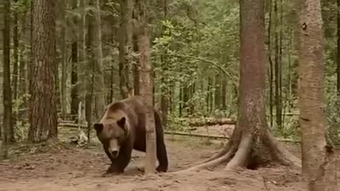 A bear wrestles with his human friend