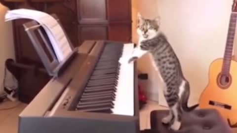 I can’t stop laughing this video😂 /funny cats life