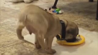 Puppy Loves Food So Much He Does A Handstand