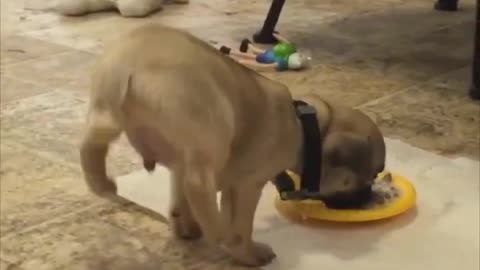 Puppy Loves Food So Much He Does A Handstand