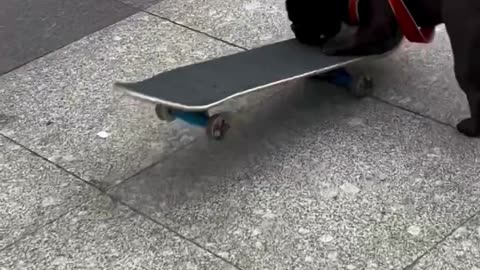 Is dog doing skating...?