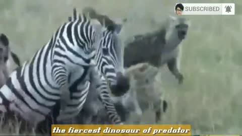 hyena eats zebra alive brutal kill | brutal hyena attack1