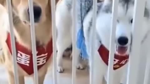 Funny Husky Dogs Reaction