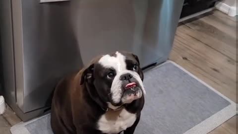 Dog asking for food taste