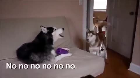 Funny Dogs Talking