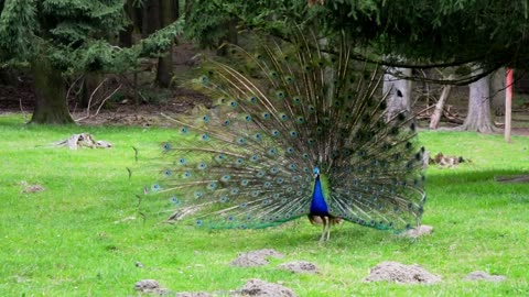 Beautful cute peacock birds video.