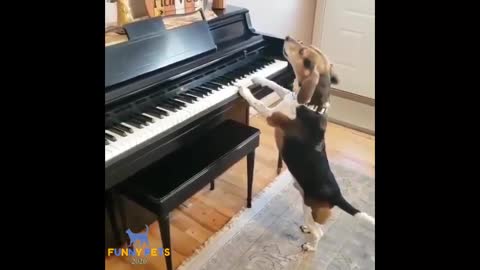 Funny Dog Video 😂🤣