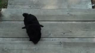 Puppy scared of stairs
