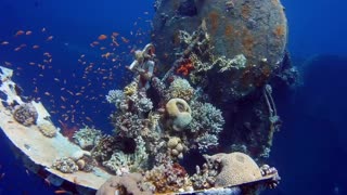A strange underwater world in the seas