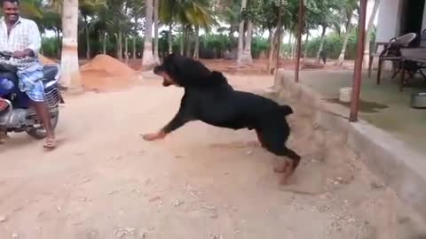 Rottweiler dog attacks man in India