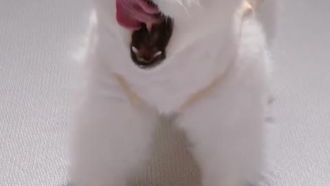 Puppy stretching sneezing yawning