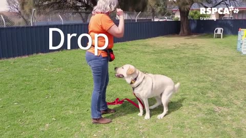 FREE DOG TRAINING SERIES – Lesson 1: how to teach your dog to sit and drop