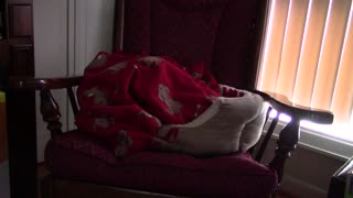 Chica Barking Under the Blanket