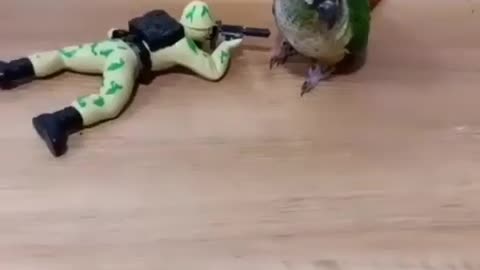 A busy Parrot