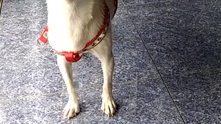 Chihuahua Singing Despacito