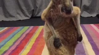 Baby Kangaroo Scratching