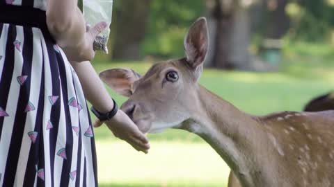 A woman feeds a fallow deer doe in a meadow by a forest - closeup