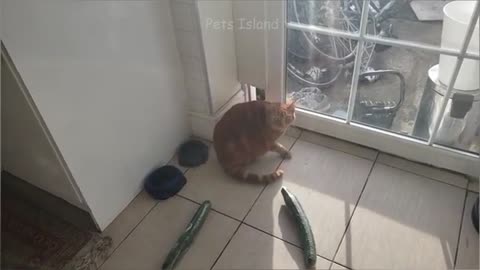 cats vs cucumber challenge