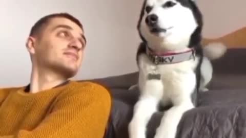 shy husky doesn't want to see at him
