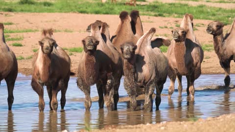 What happens when camels drink water?