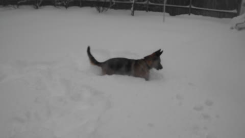 Snow-loving German Shepherd enjoys the storm