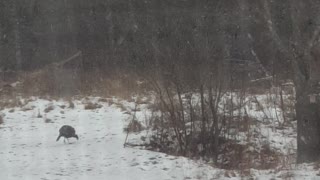 wild turkeys in the yard