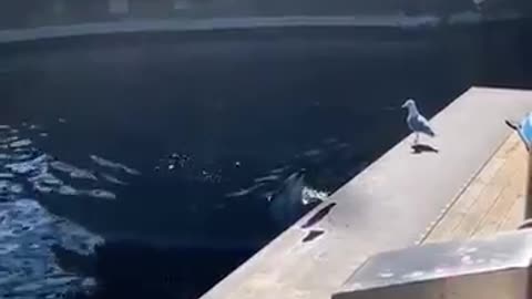 Dolphin Teasing A Seagull With Fish