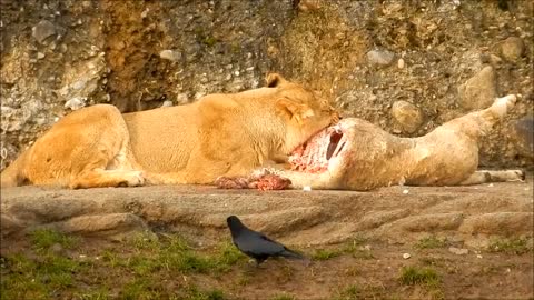 Three magnificent male lions feeding on a buffalo at sunrise in Lower Zambezi