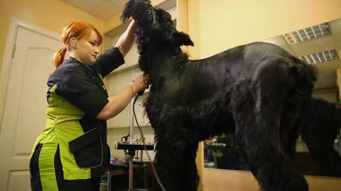 A professional groomer in my shop cuts a large black Terrier with clippers hair
