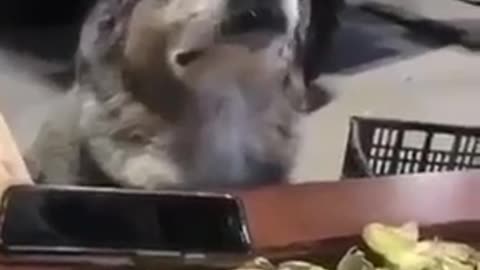 A dog that enjoys instrumental music
