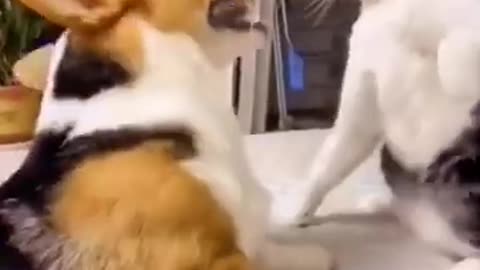 New videos of dog and cat playing