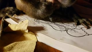 Artistic monkey enjoys drawing in coloring book