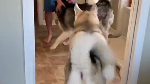 Huskies FREAK OUT after owner vanishes