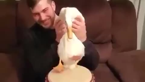 This Duck has a Bright Future